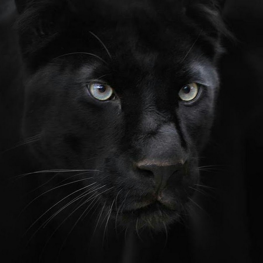 Черная пантера на черном фоне