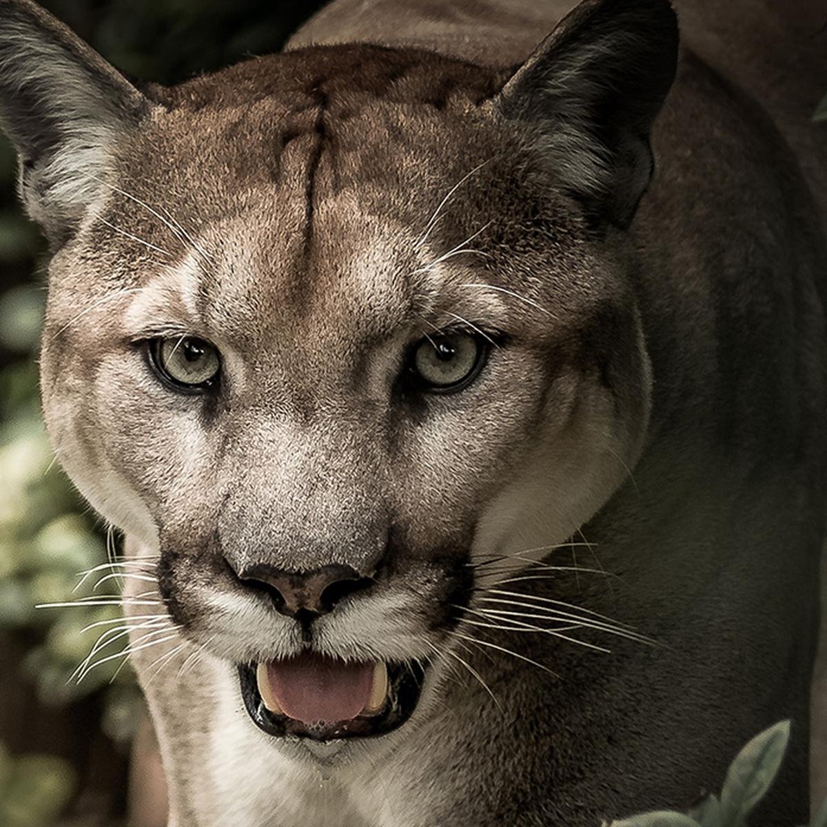 Бешеная Пума