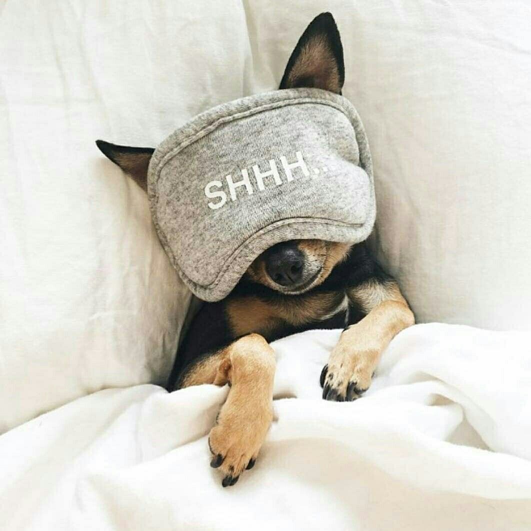 Собачки на аву