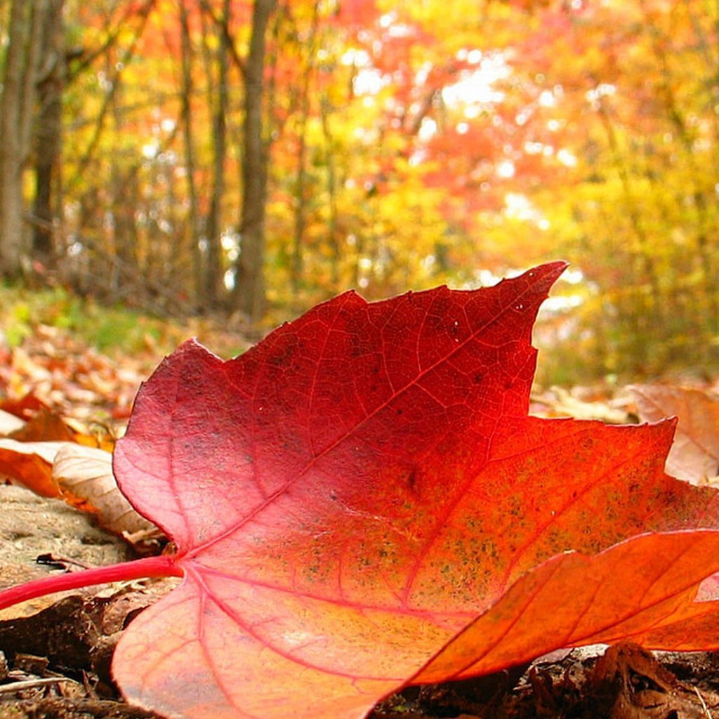 Осенний лист аватар