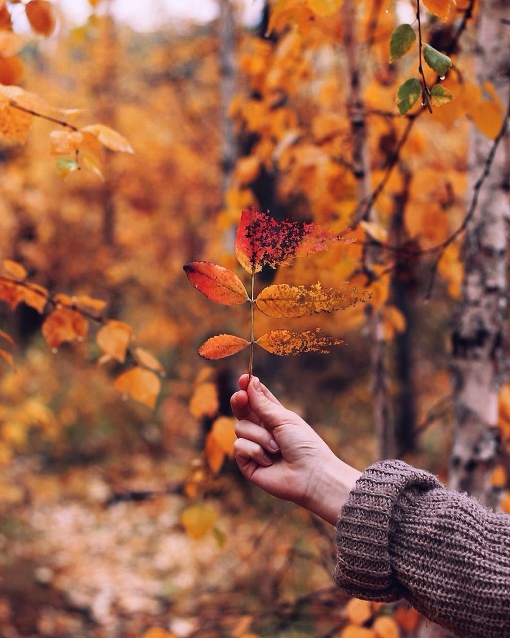 Осень на аву