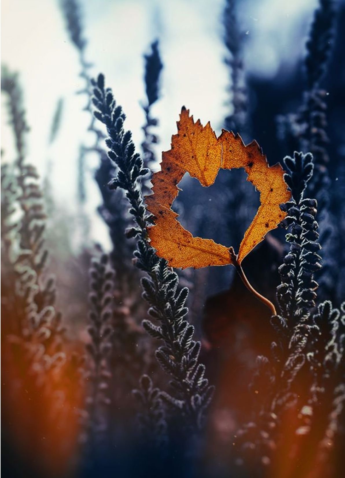 Осеннее сердечко