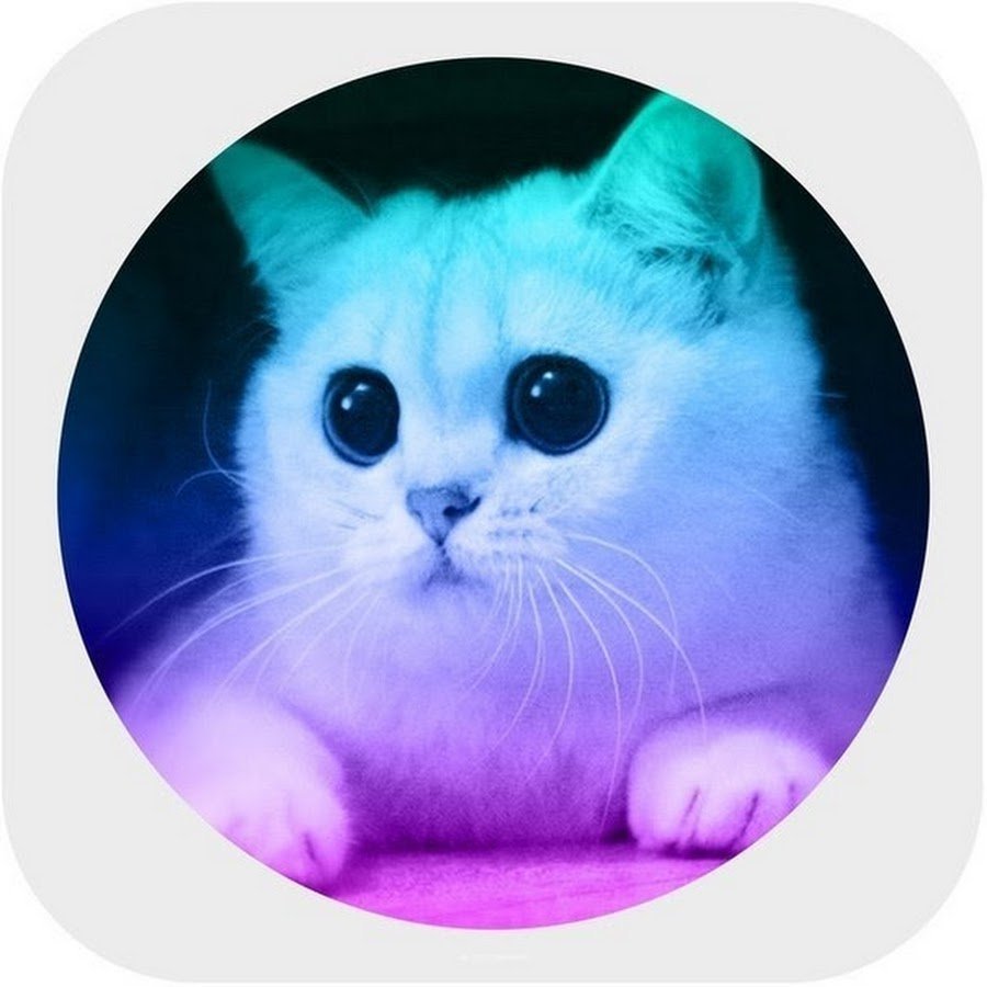 Няшный котик