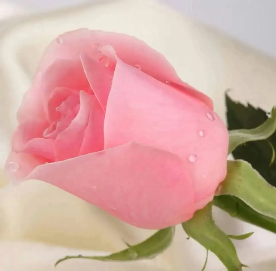 Романтические розовые розы