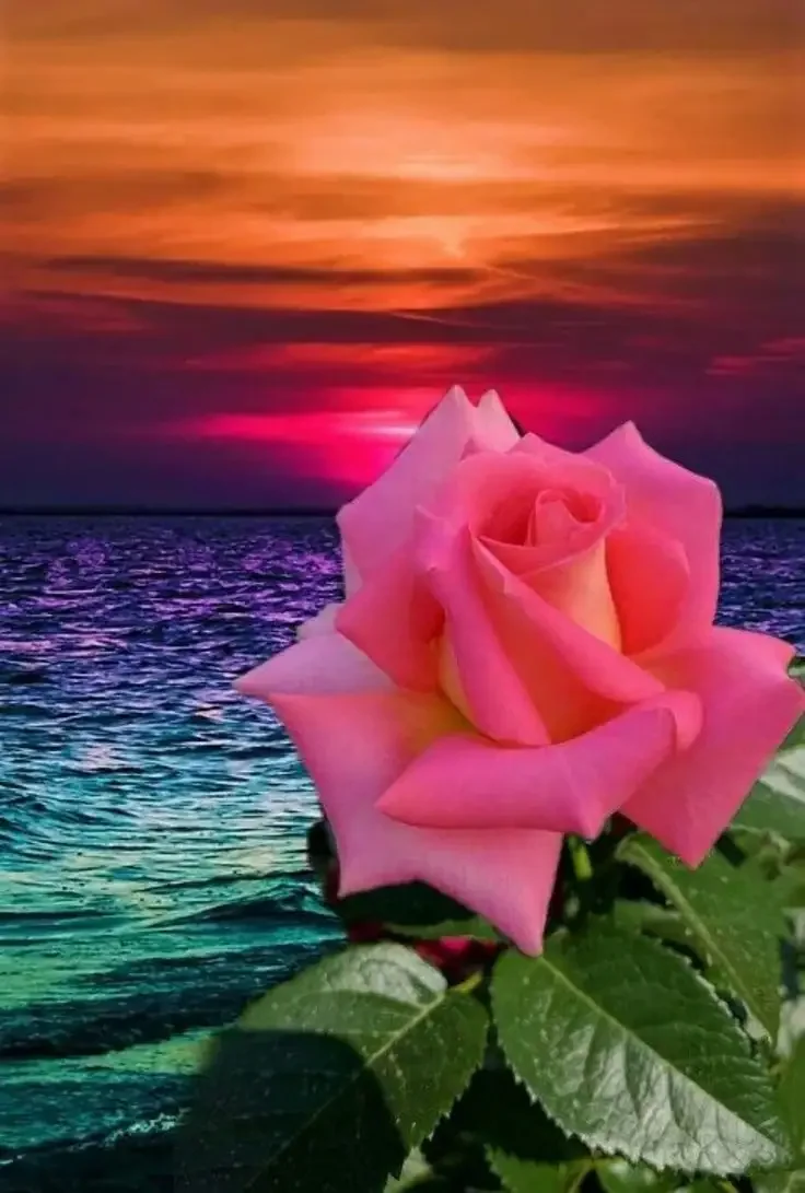 Спокойной ночи розовые розы