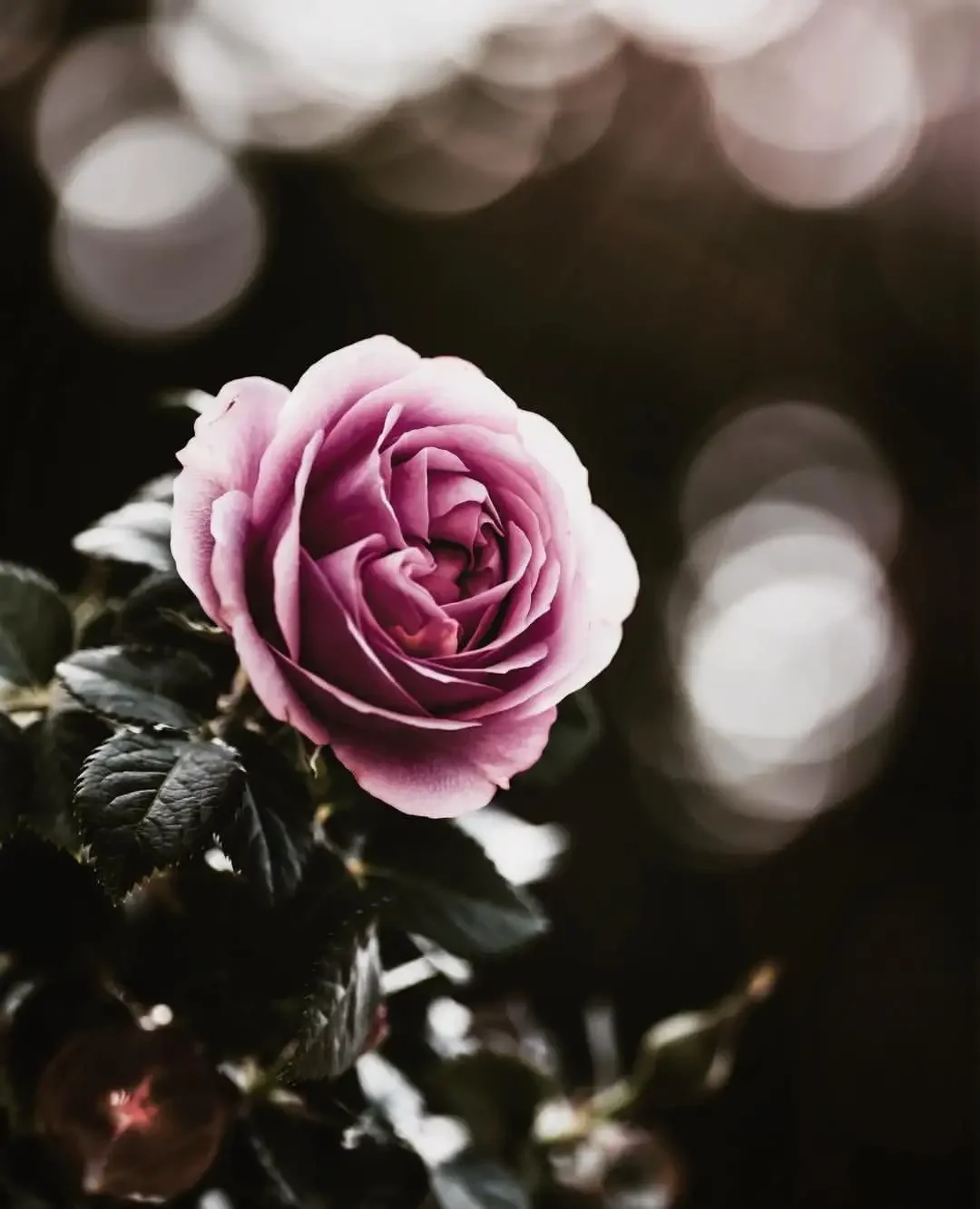 Крутые фото цветов