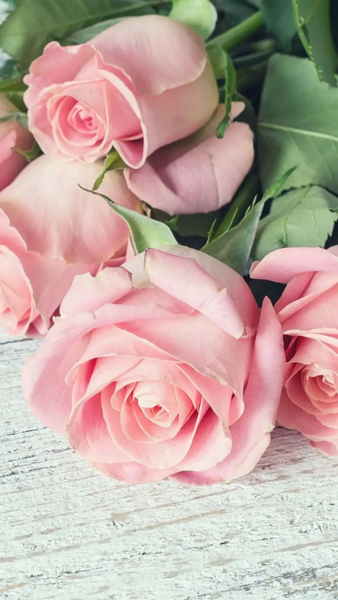 Нежные розовые розы