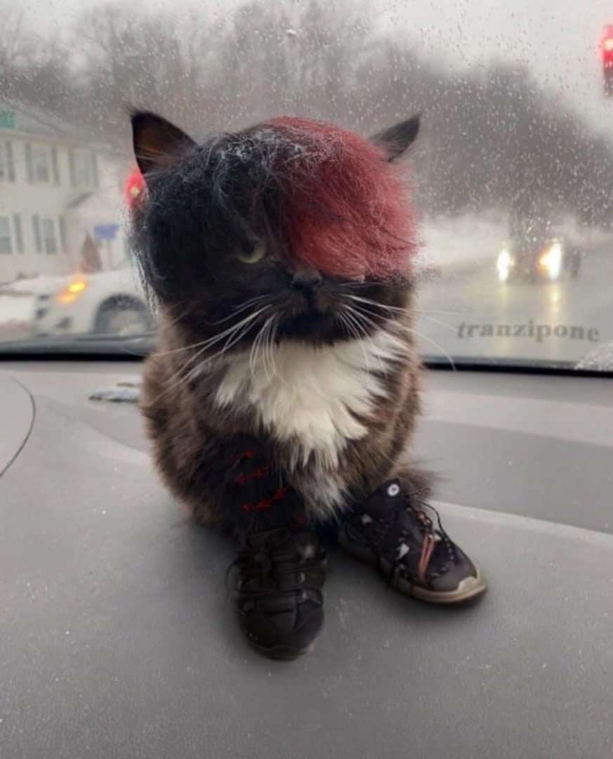 Кот чмоня в хорошем качестве