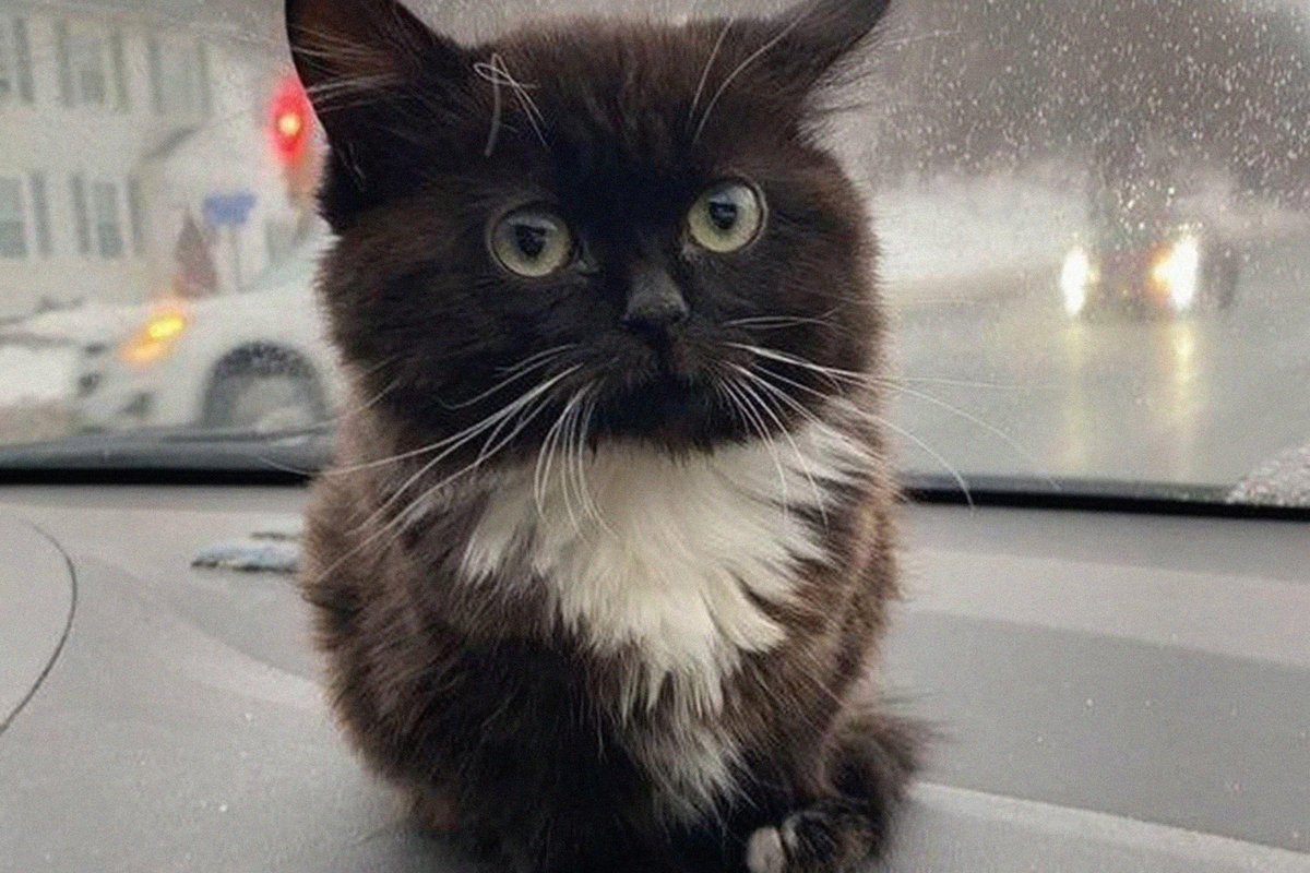 Чмоня в шапке