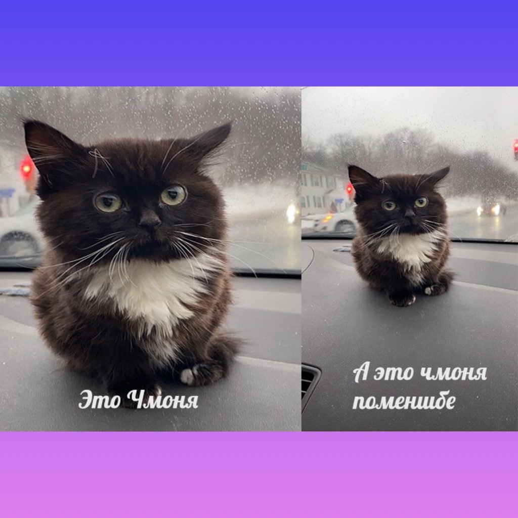 Чмоня котенок Мем