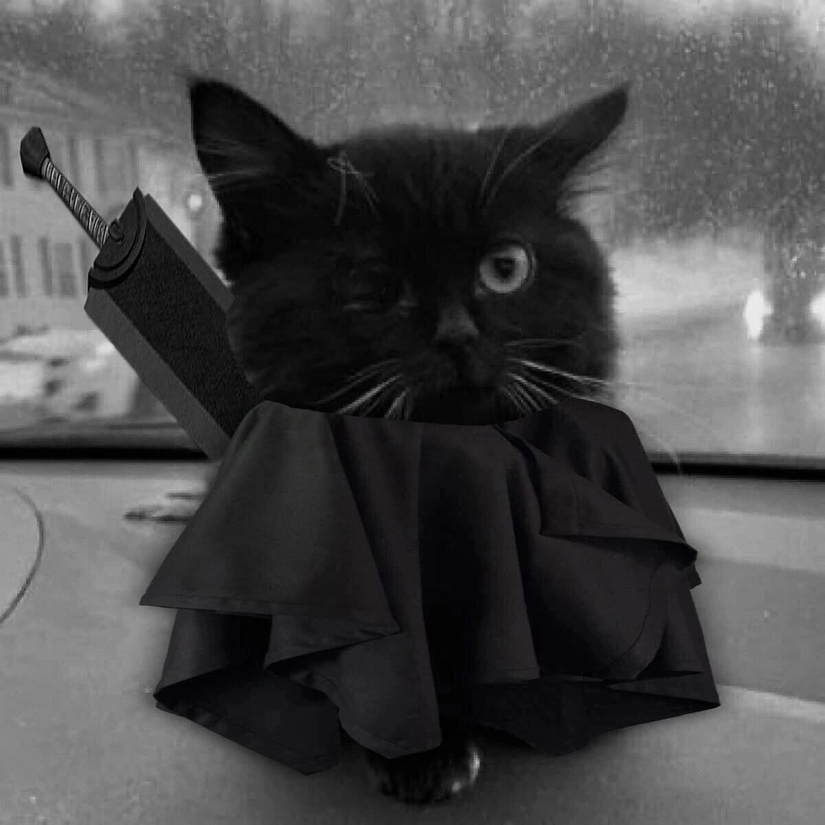 Котик сидит в машине Мем