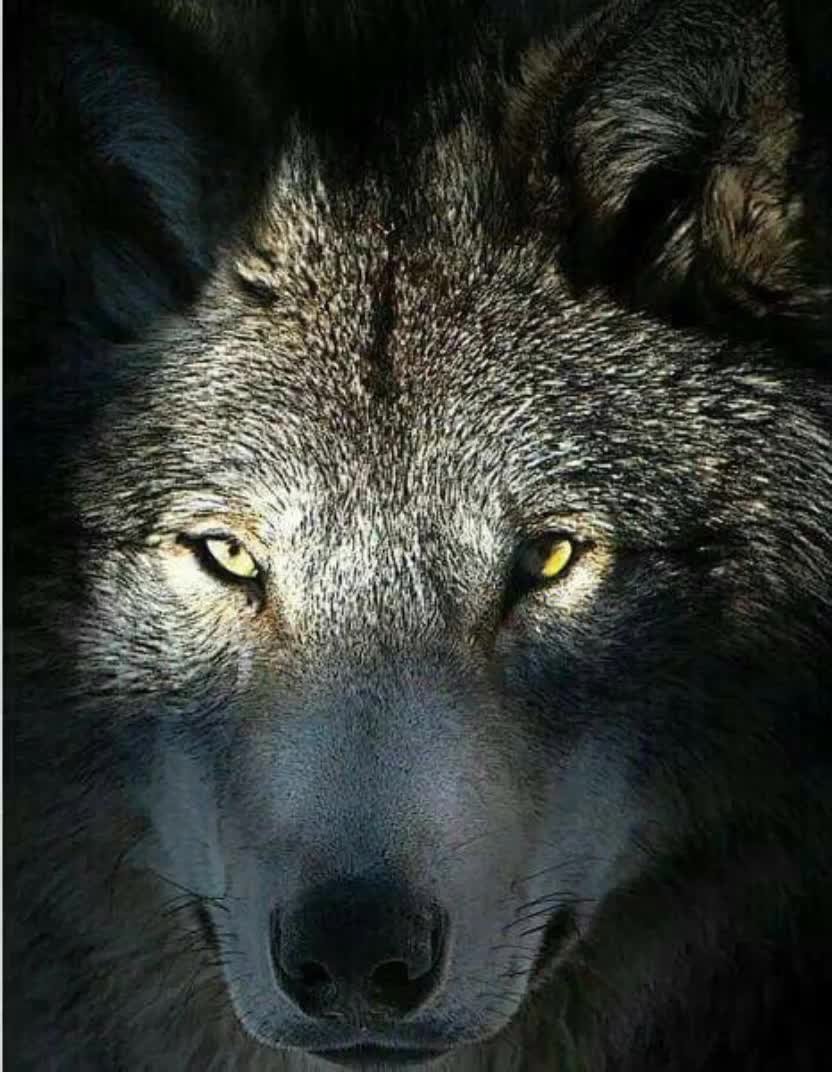 Одинокий волк