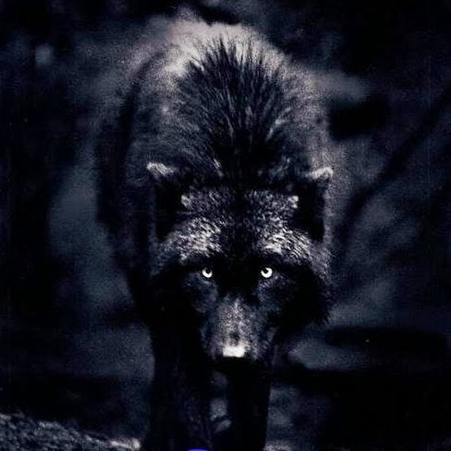 Волк уходит