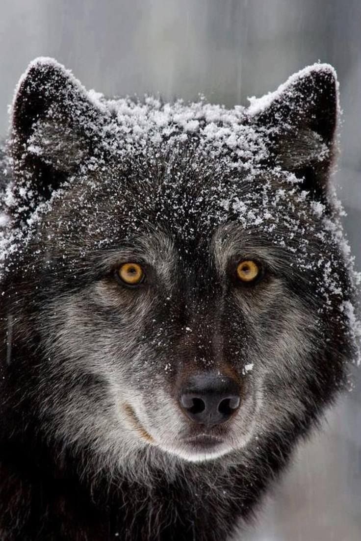 Фото Волков на аву