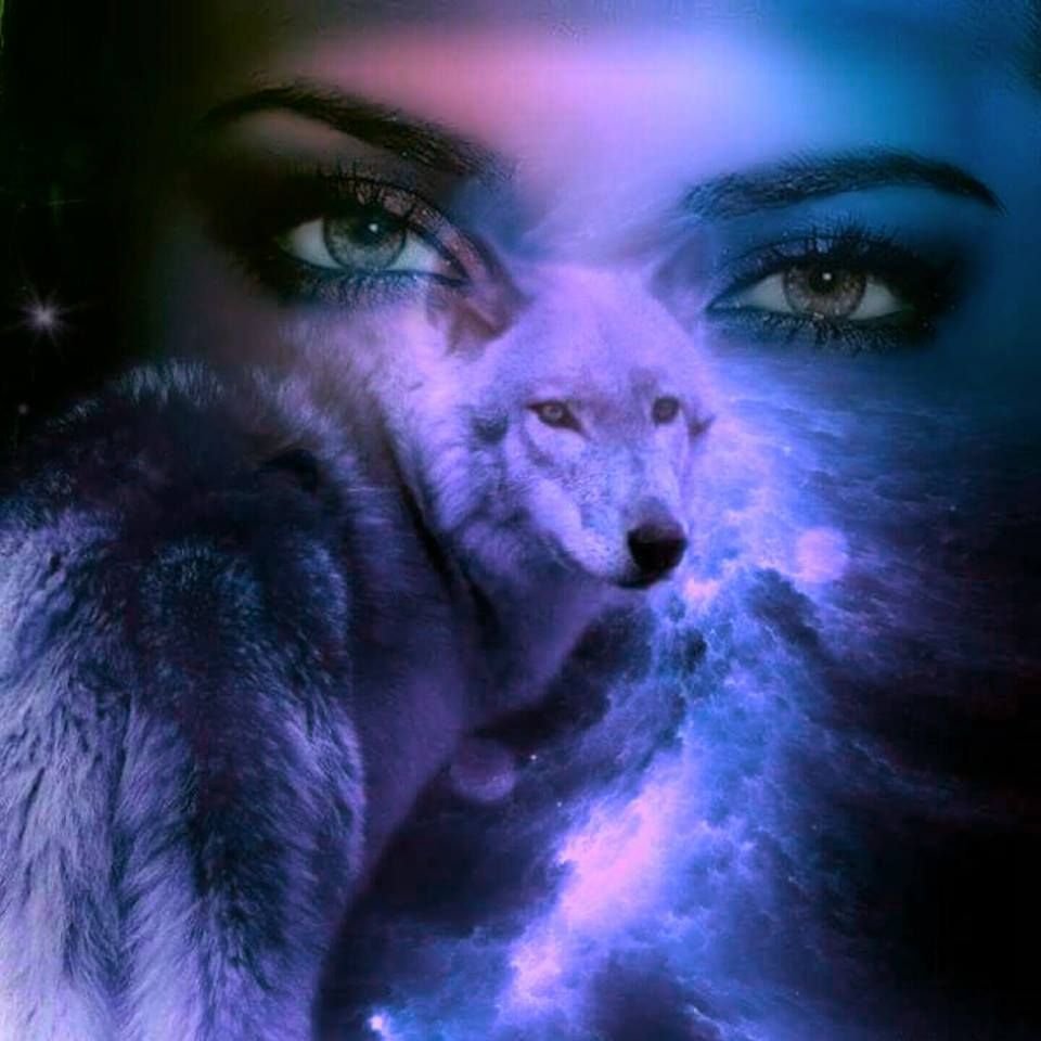 Волк идет по дороге