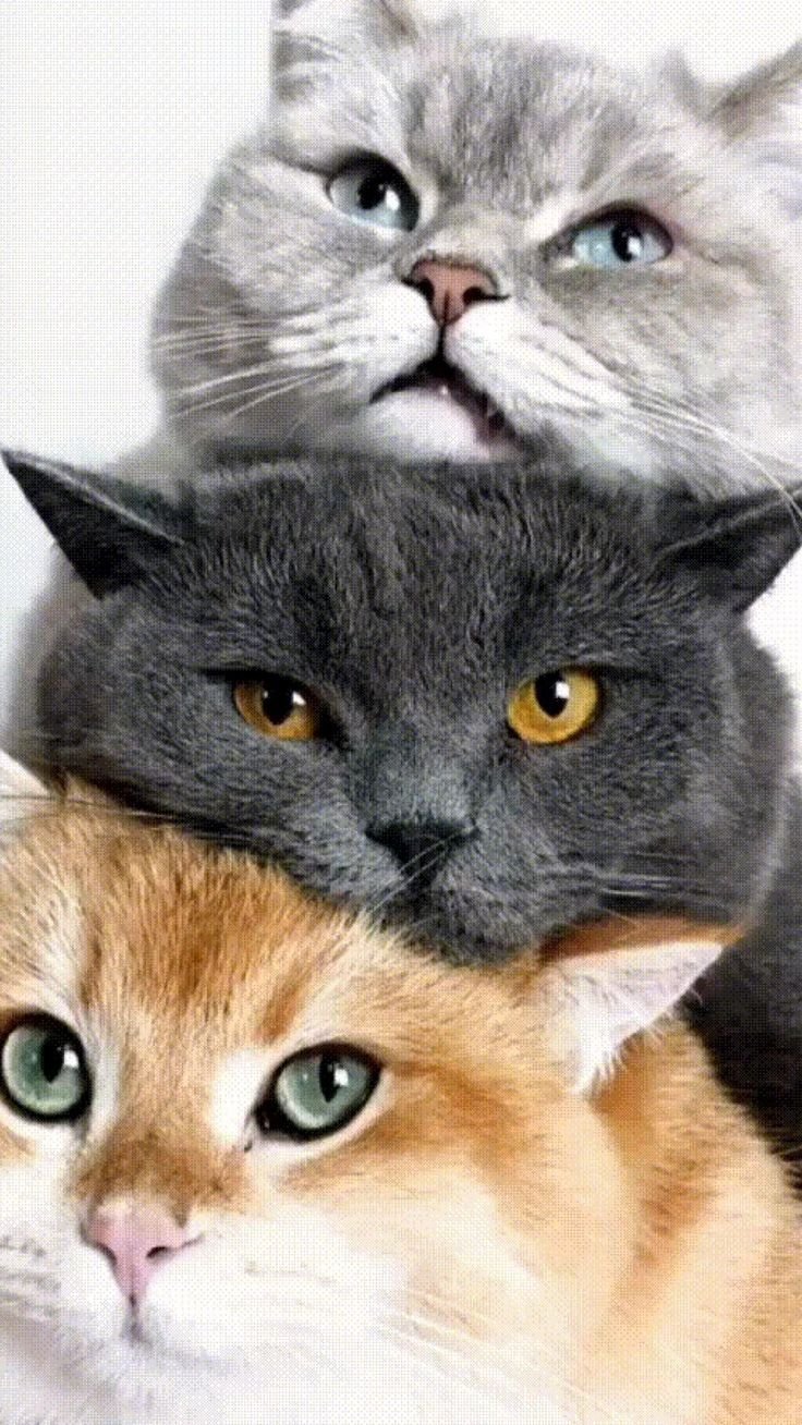 Парные котики