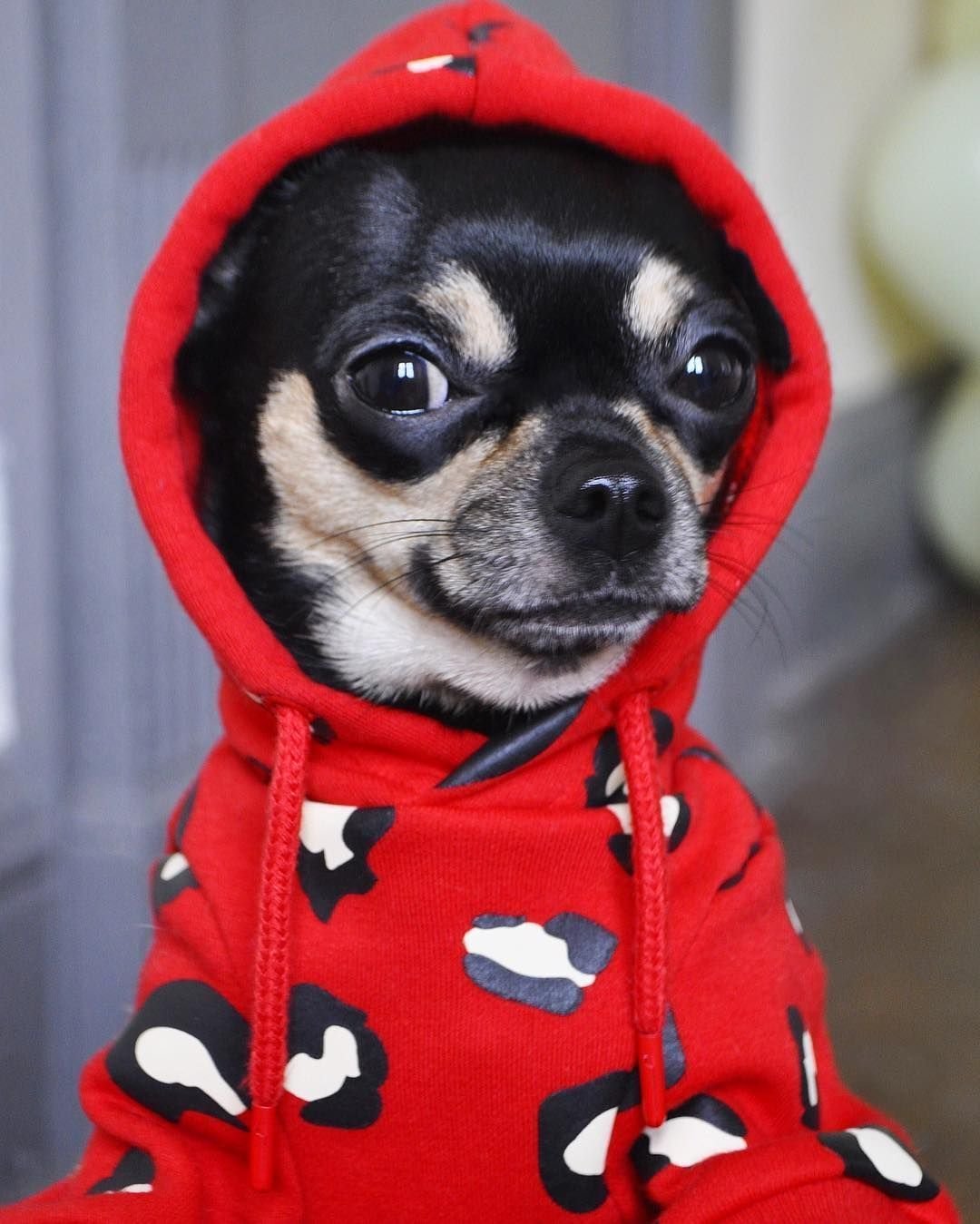 Милые собачки