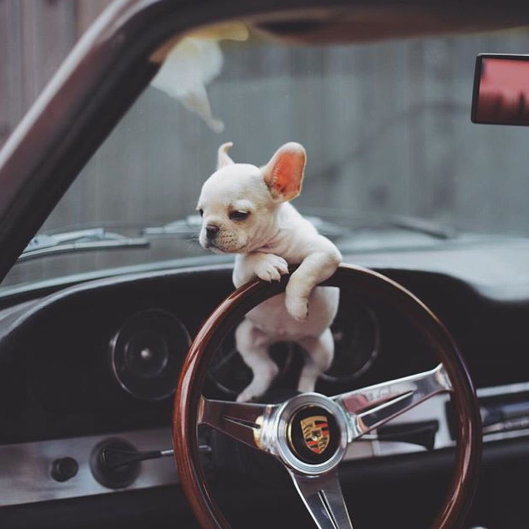 Животные и автомобили