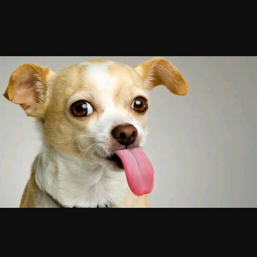Собака с высунутым языком