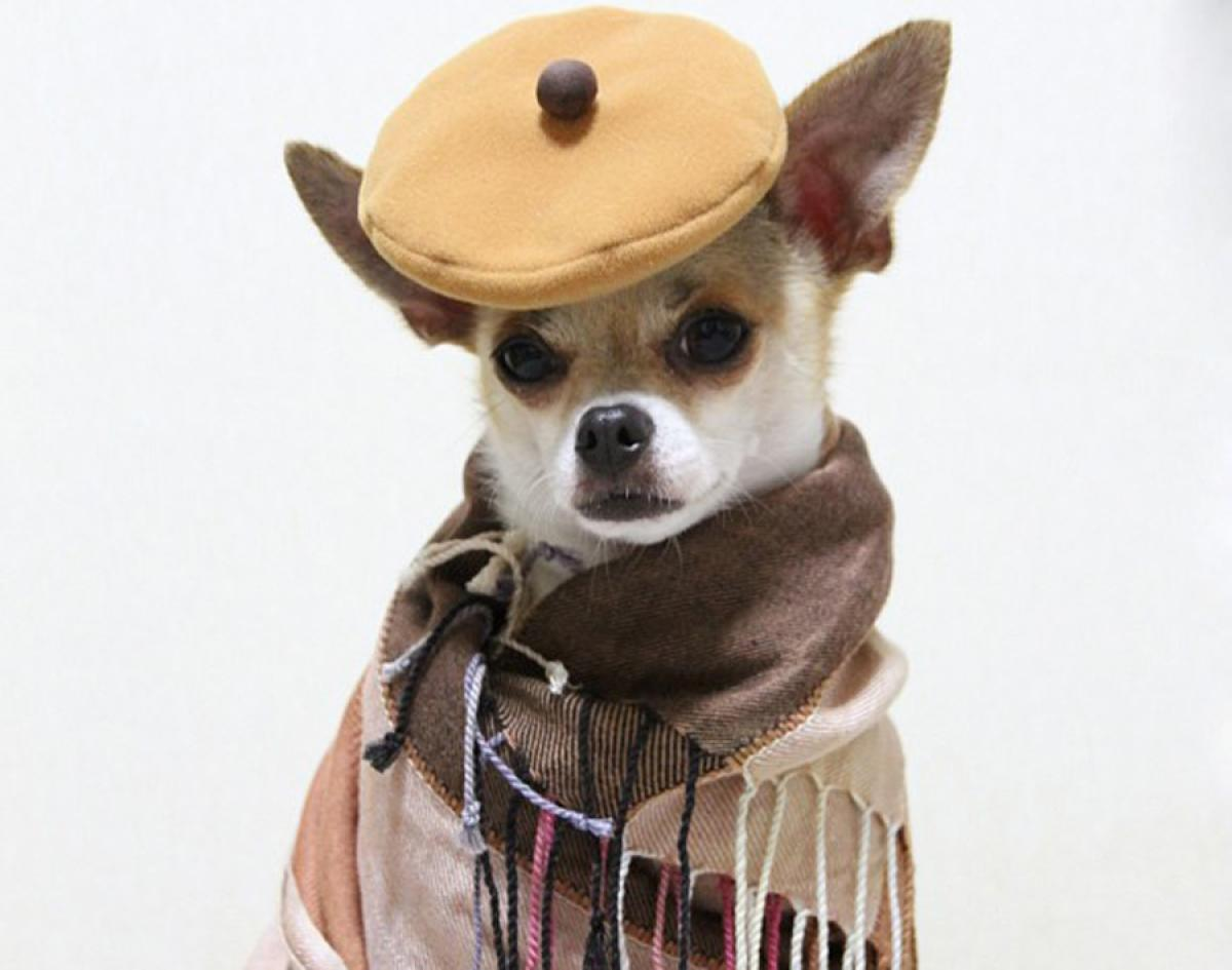 Модный чихуахуа