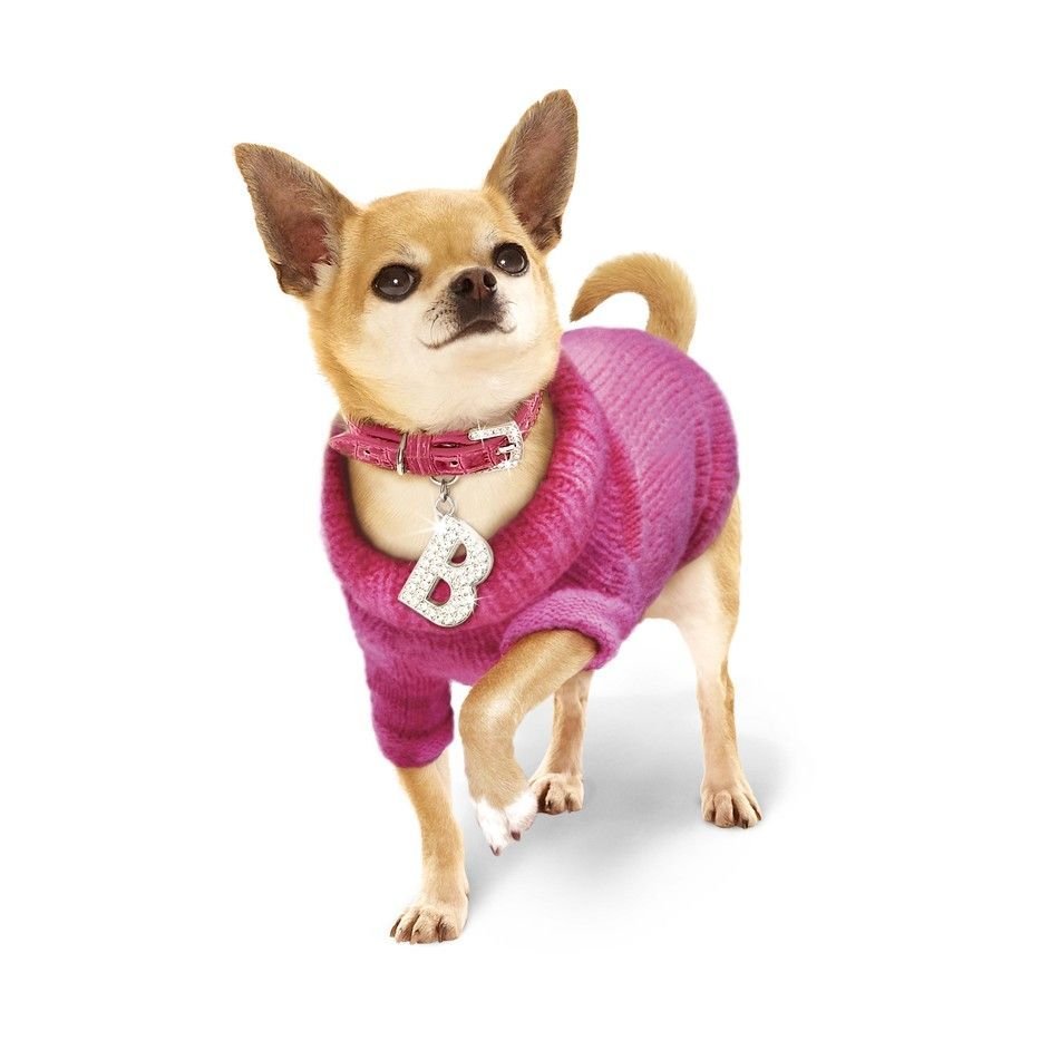 Чихуахуа в шарфе