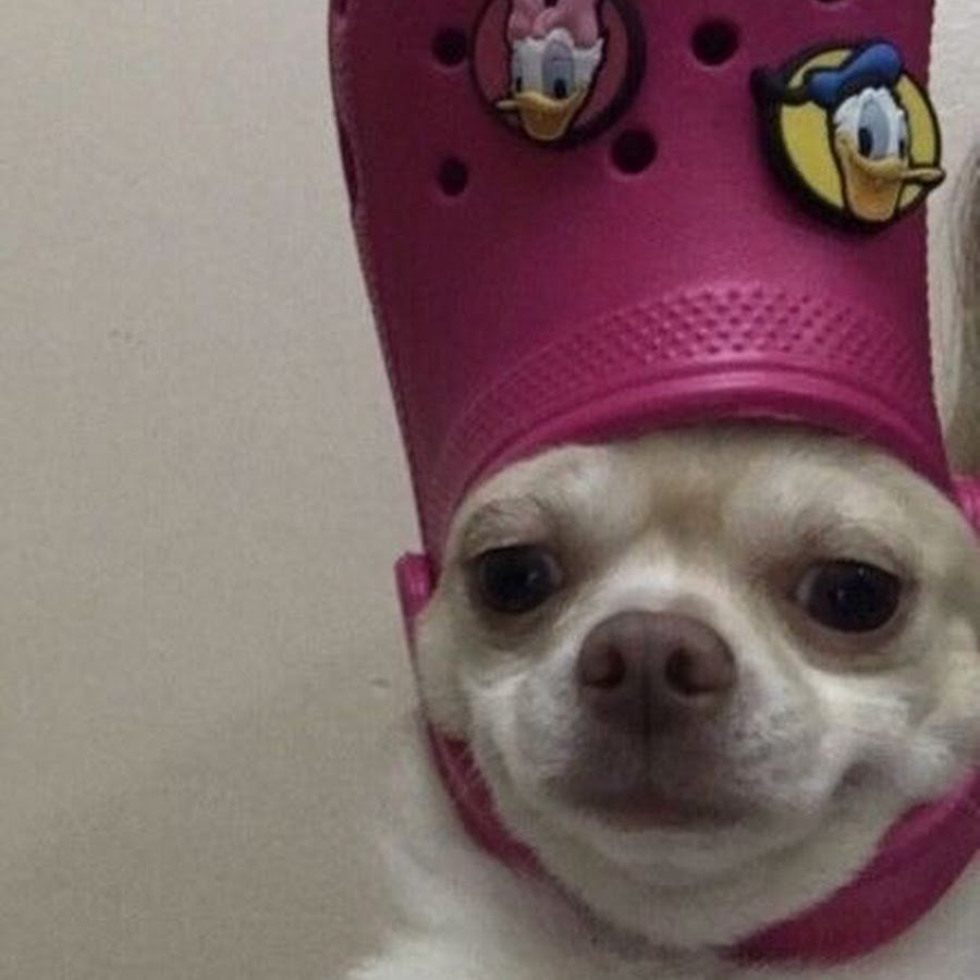 Собака с Кроксом на голове