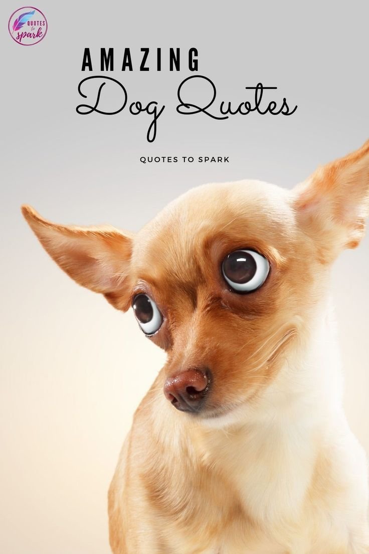 Чихуа с выпученными глазами