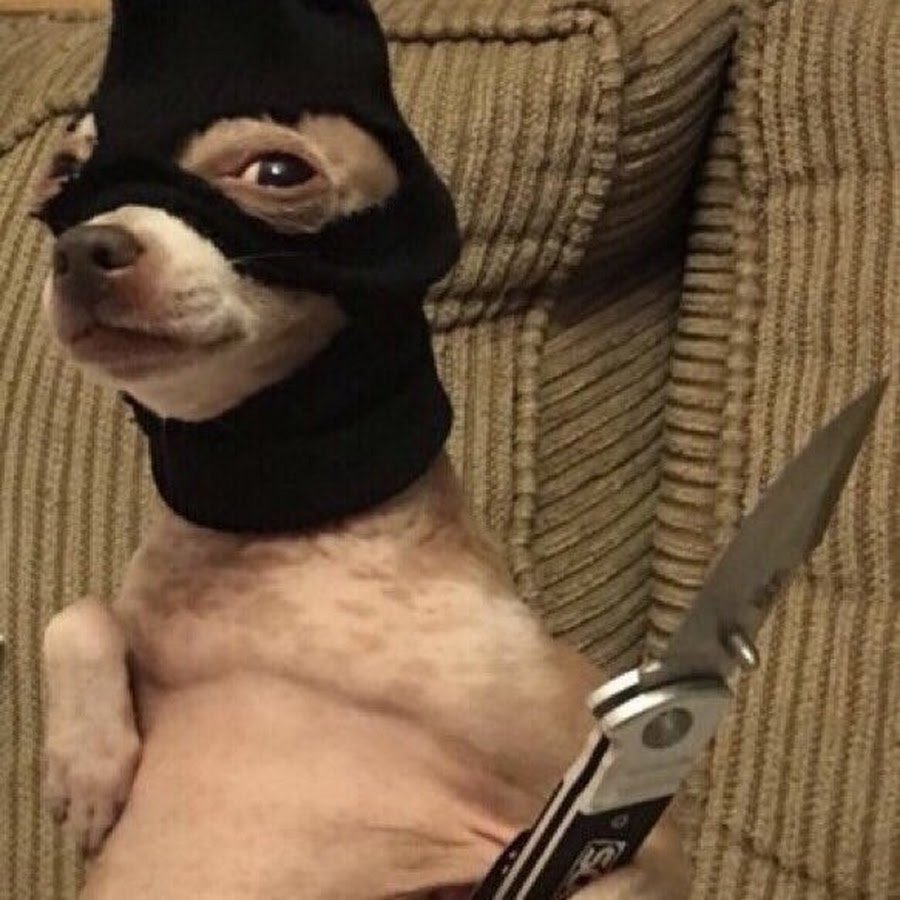 Собака в Балаклаве и с ножом