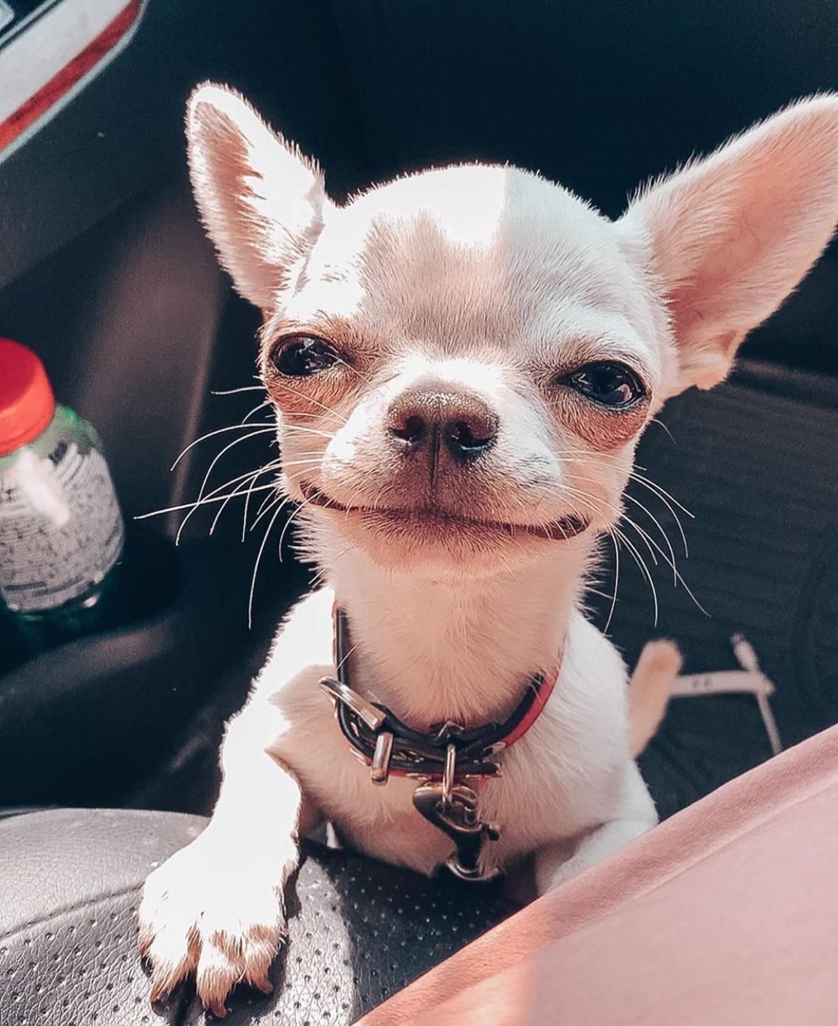 Чихуахуа смешные картинки