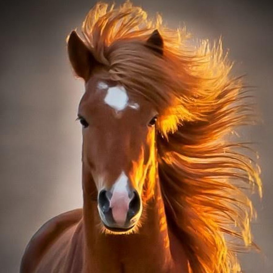 Картинки на аву лошади