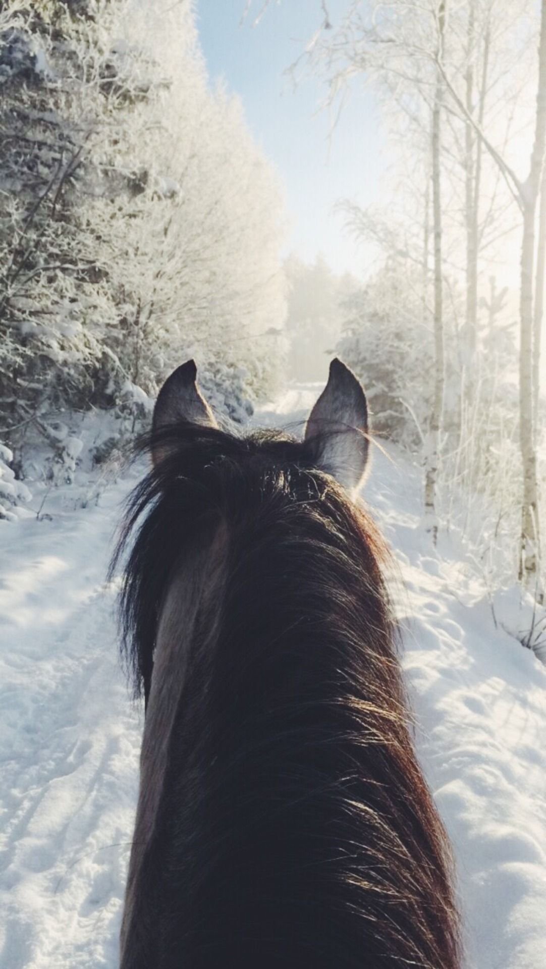 Лошади зимой