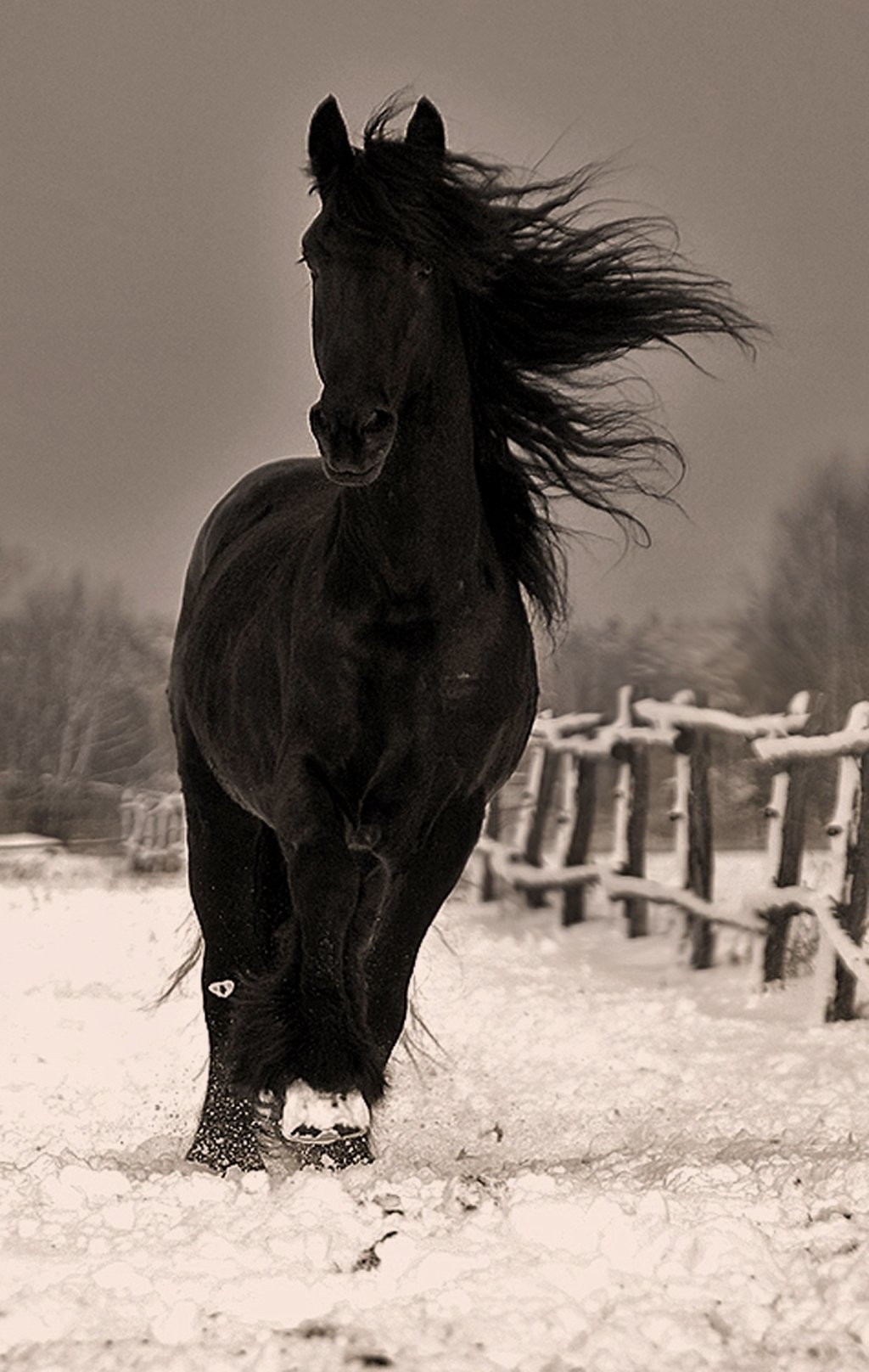 Морда лошади черно белая