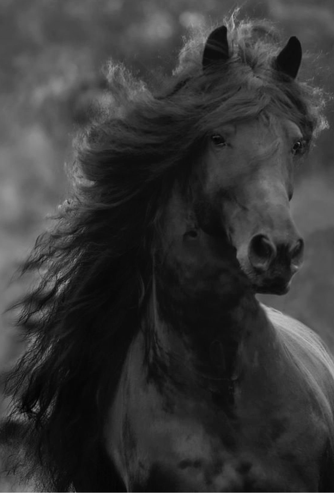 Лошадь фриз Фридрих Великий