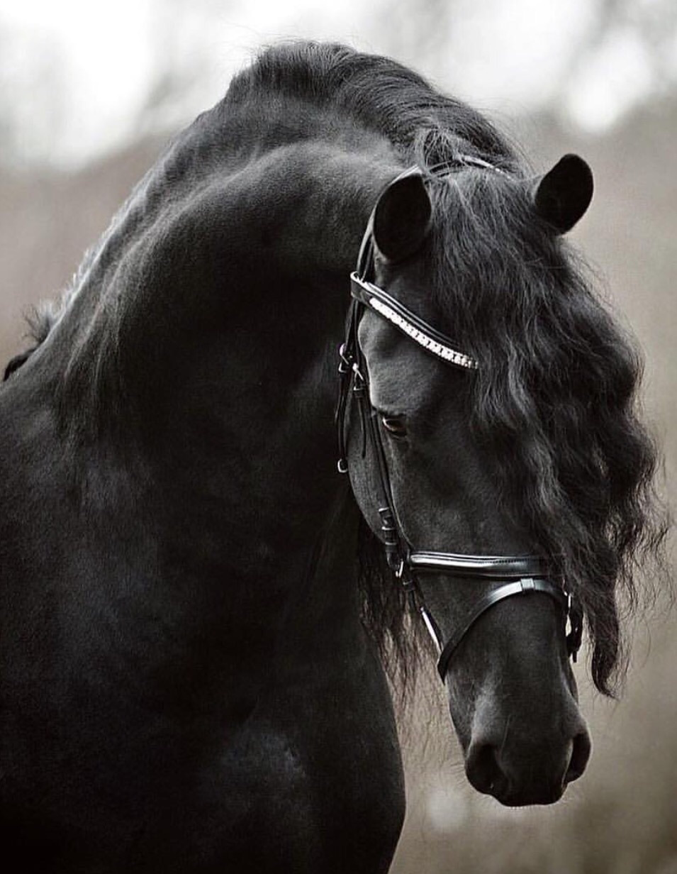 Красивые морды лошадей