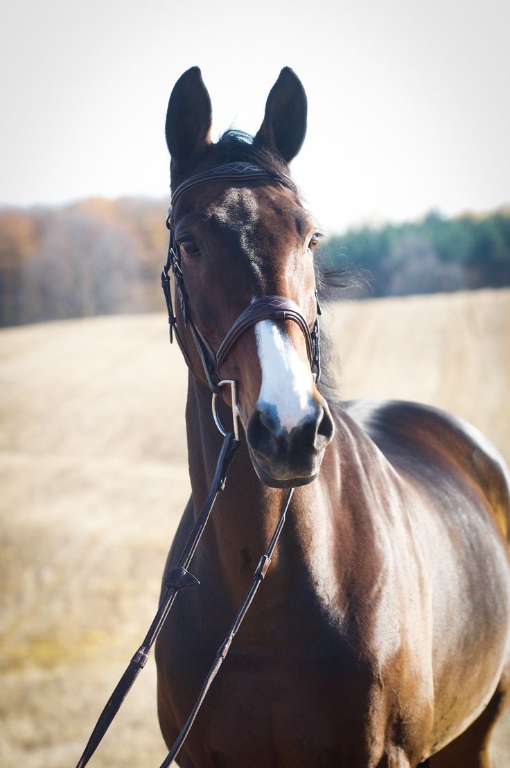 Лошадь фото