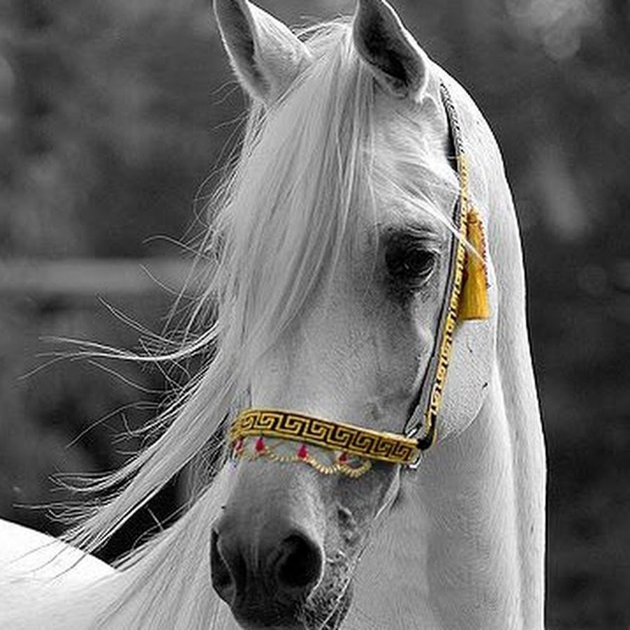 Снежная лошадь