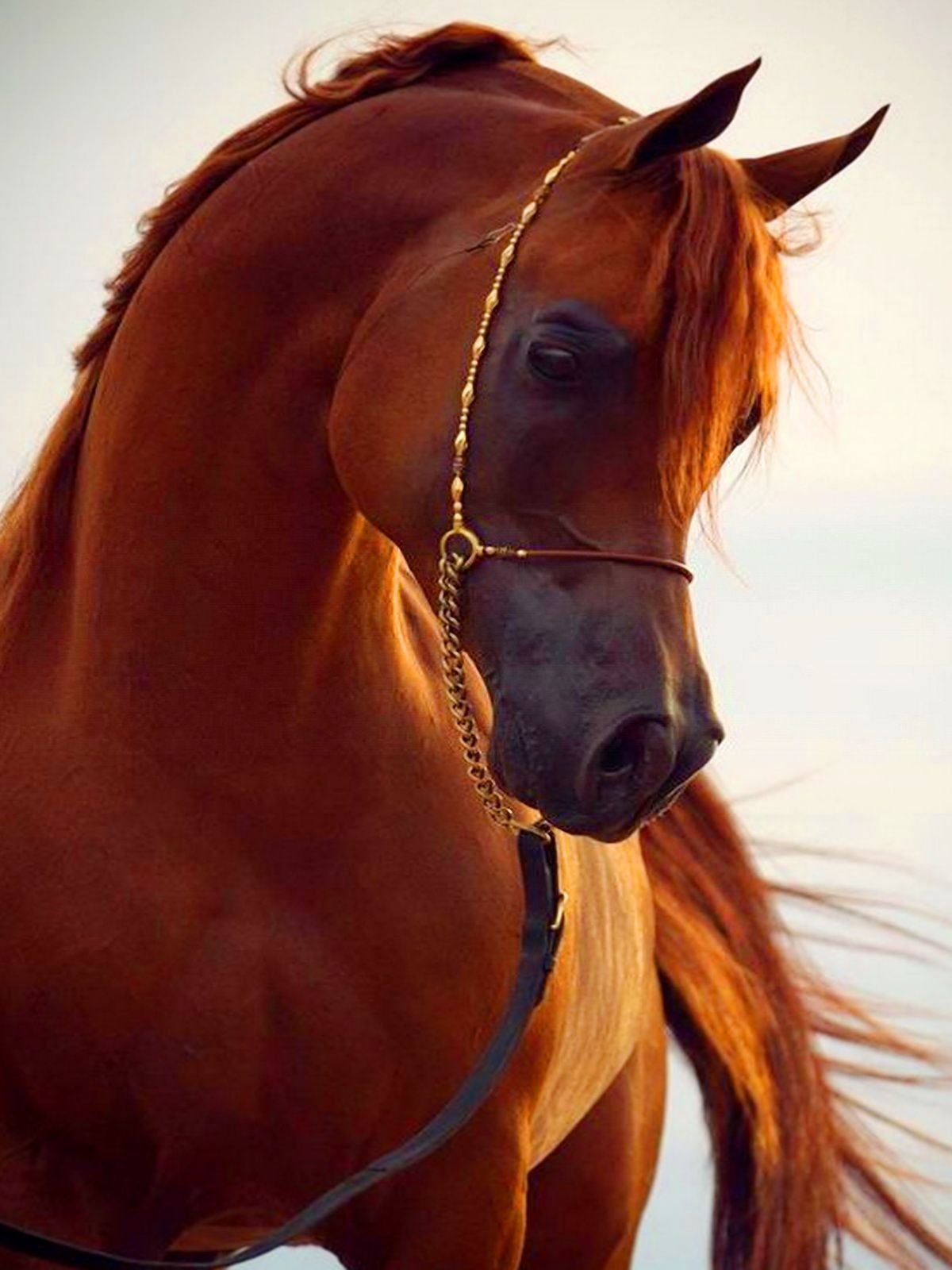 Необычные фотосессии с лошадьми