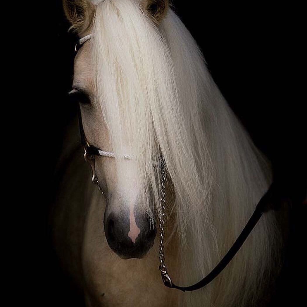 Картинки на аву лошади