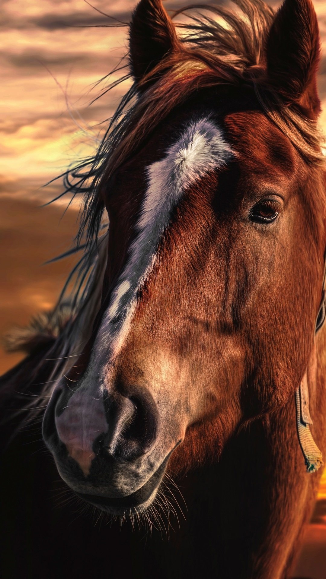 Лошадь гарцует