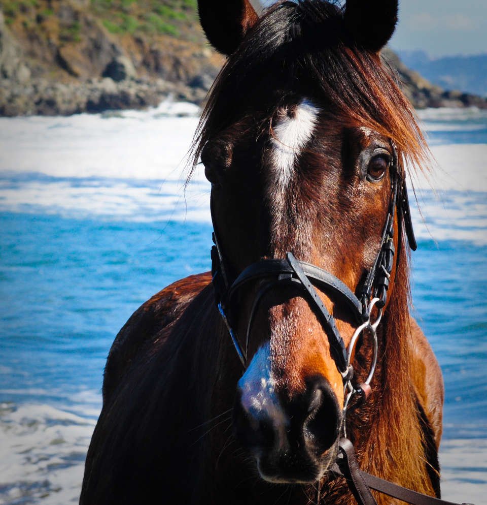 Лошадка красивая на аватарку