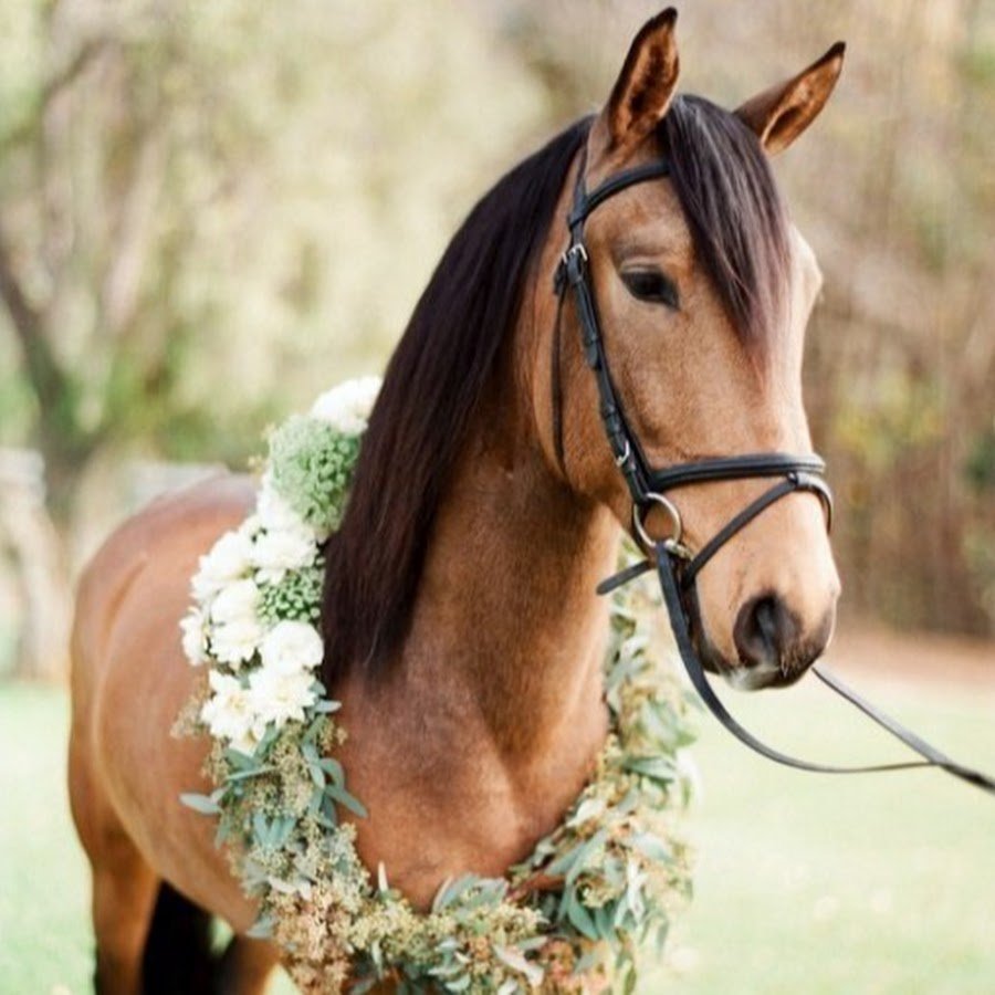 Фотосессия с лошадьми девушка со спины