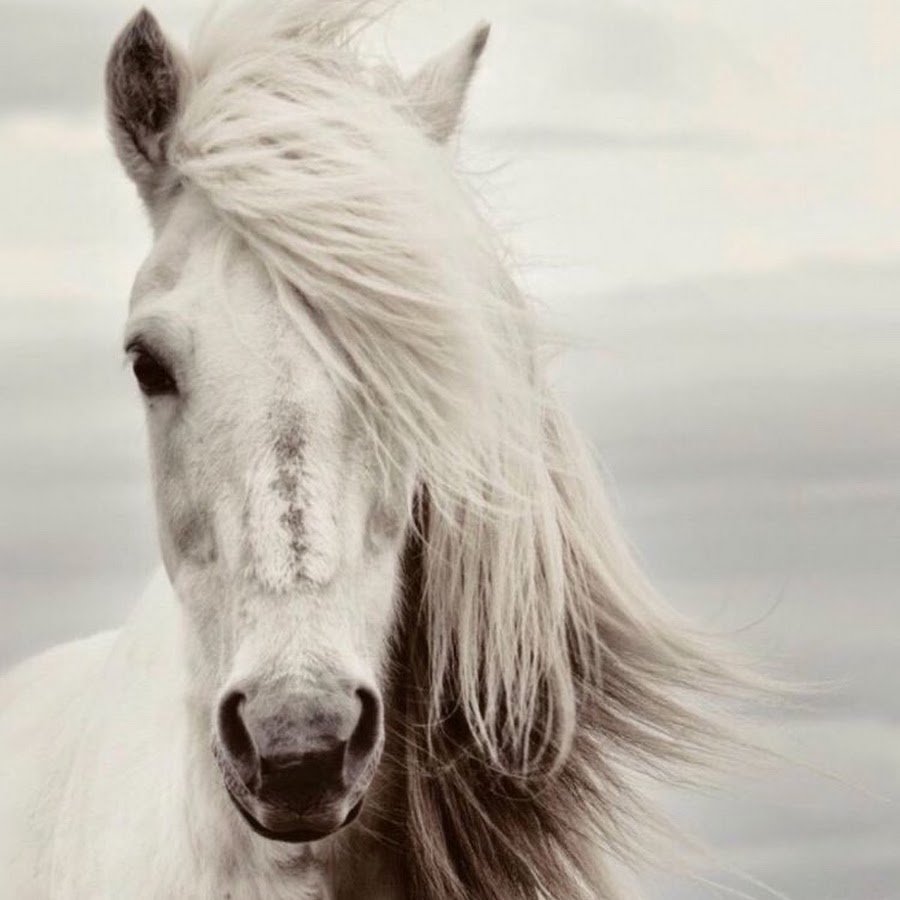 Девушка на коне