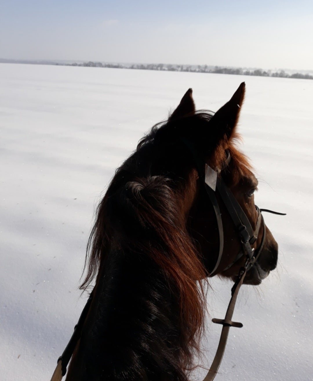 Лошади зимой