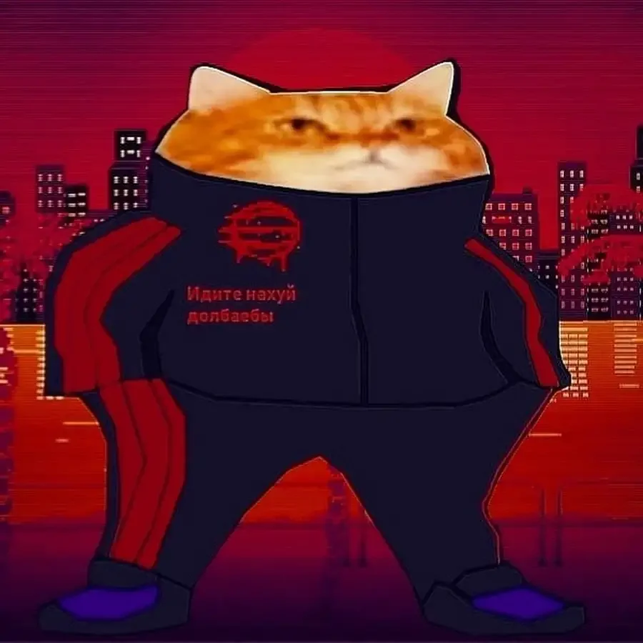 Котик в адидасе