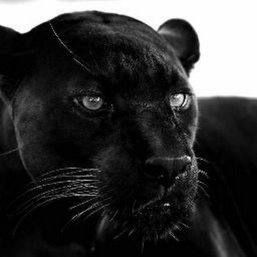 картинки пантера черная красивая