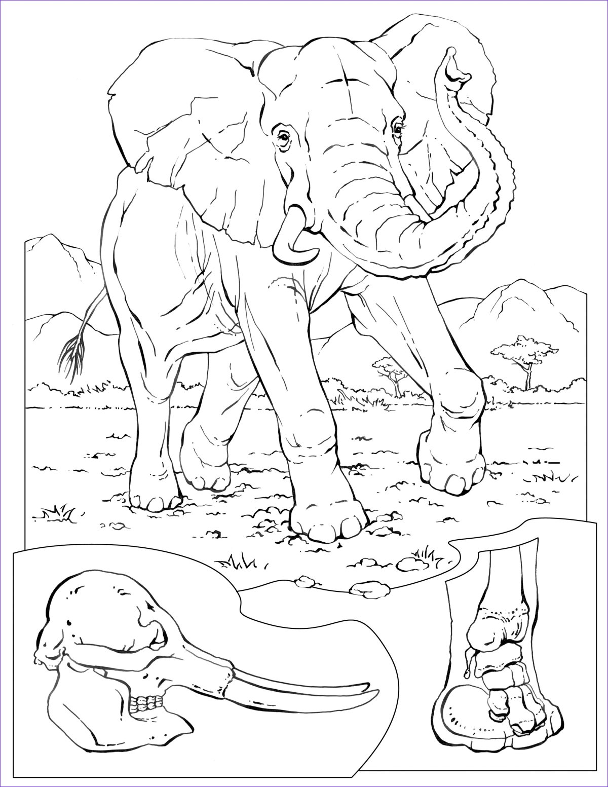 Раскраска Слоник