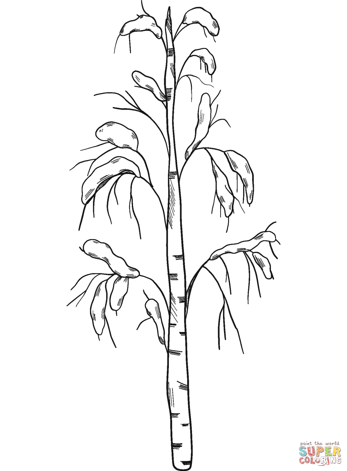 Береза для детей