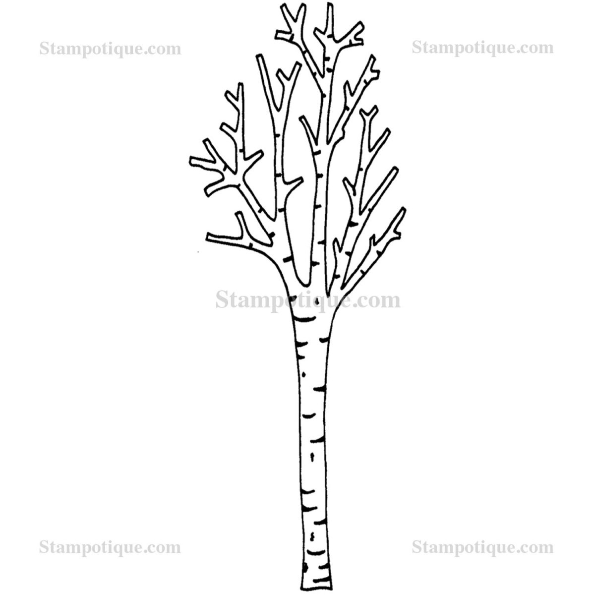 Береза контур