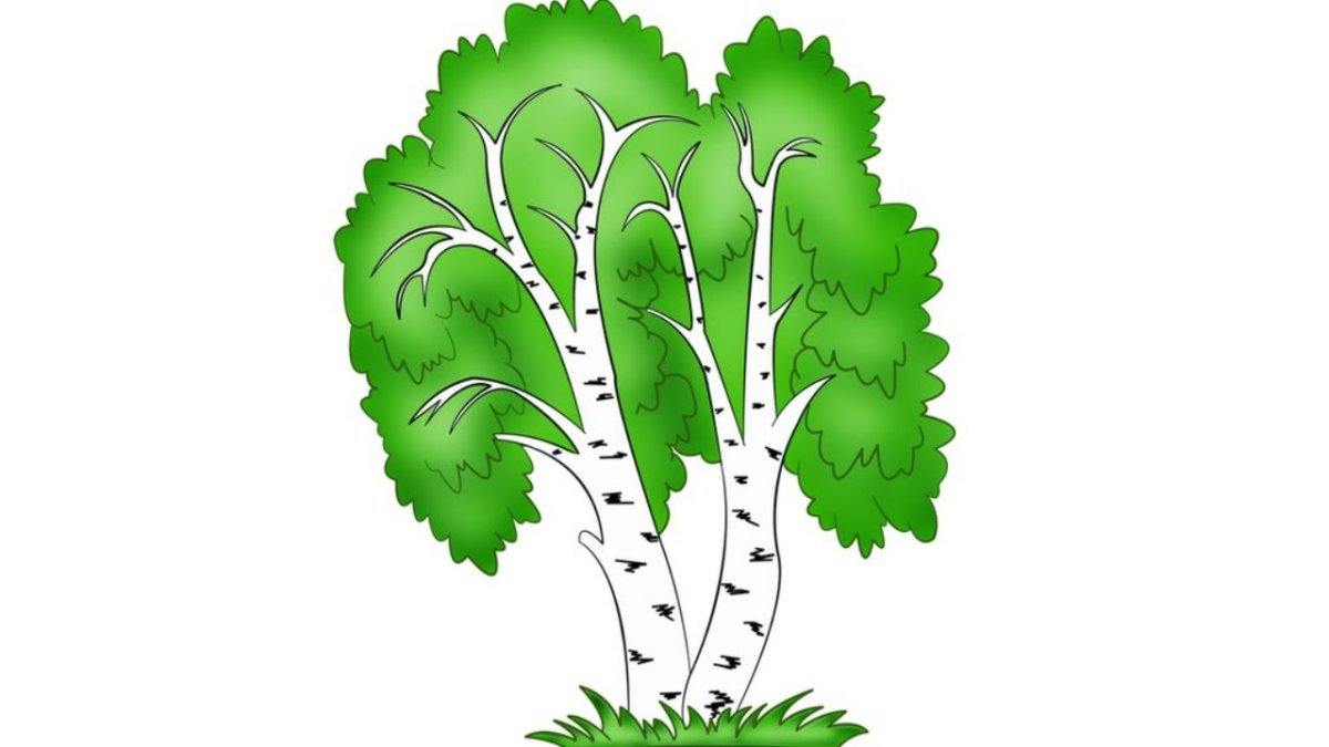 Рисование березы