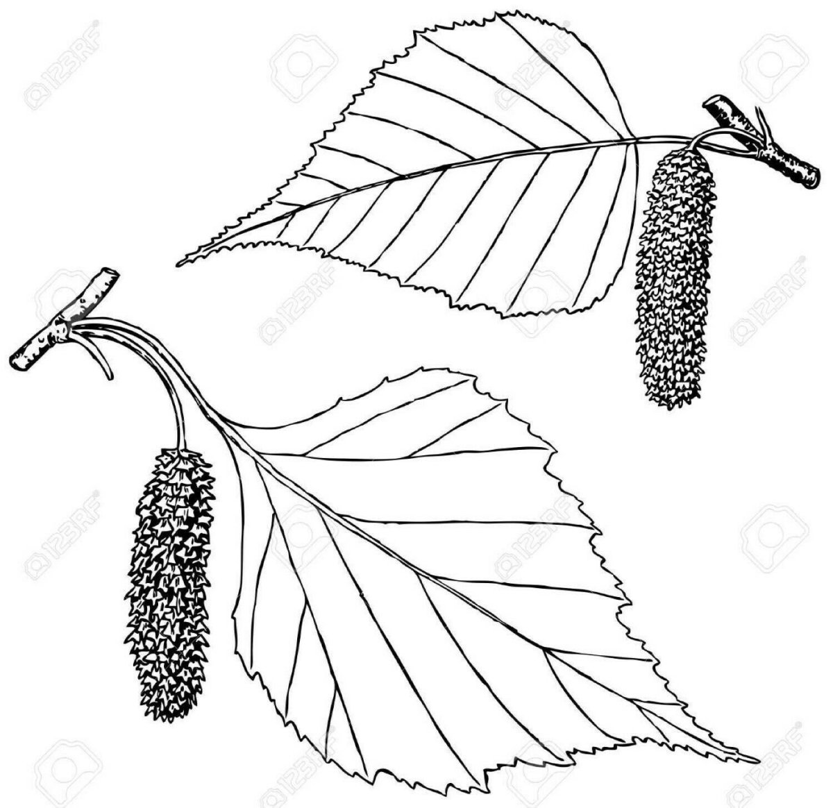 Береза раскраска